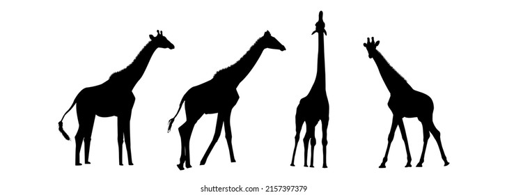 Set of giraffe black silhouettes illustration