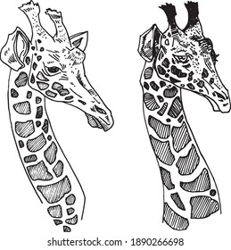 Set Giraffe head line art drawing coloring children book graphics ink clip art black and white isolated Funny cartoon image zoo animal Illustration wild animal mammal male and female outline contour 