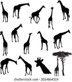 set of Giraffe Silhouette vector Illustration Eps10