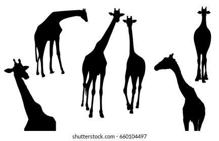 Set of giraffe silhouette. Wild animal, vector illustration isolate on white background. 