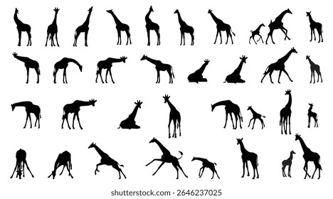 Set of giraffe silhouettes in different poses isolated on background. Vector illustration.
