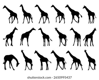 conjunto de girafas silhuetas vetor