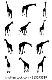 set of Giraffe vector