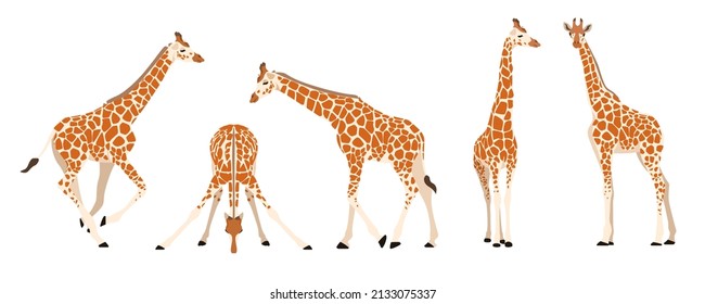 Set of giraffes in different angles and emotions in a cartoon style. Vector illustration of herbivorous African animals isolated on white background.