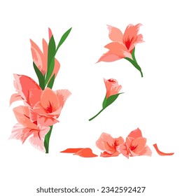 Set of Gladiolus flower isolated on white background. vector illustration.