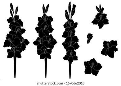 
Set of gladiolus flowers vector black force graphic spring botanical illustration