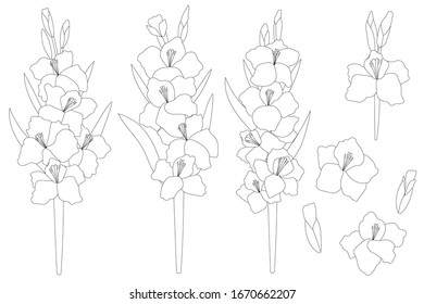 
Set gladiolus flowers vector graphics spring botanical illustration