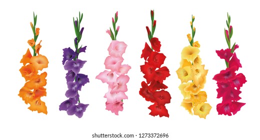 Set of Gladioluses, sword lily flowers. Vector illustration. yellow, red, pink, purple