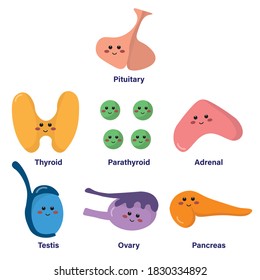 Set of glands in endocrine system, comprised of pituitary, thyroid, parathyroid, adrenal, testis, ovary and pancreas, with cute and smiling face