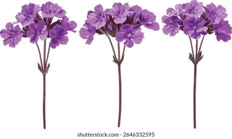 Conjunto de Glandularia tenera, Verbena violeta, Glandularia morada, margarita morada, corte frontal isolado, árvore, buquê de flores, ilustração botânica, ilustração vetorial.