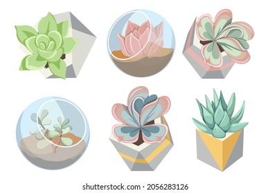 Set of Glass and Concrete Florarium Vases with Succulent Plants, Small Home Gardens, Indoor Diy Containers Transparent Balls and Geometric Pots for Growing Flowers. Cartoon Vector Illustration
