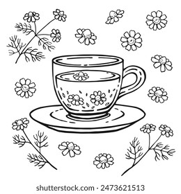 Set with glass cup tea, chamomile. Hand drawn vector illustration in outline style.