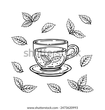 Set with glass cup tea, mint leaves. Hand drawn vector illustration in outline style.