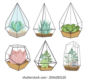 Set of Glass Florarium Vases with Succulent Plants, Small Gardens with Miniature Succulent . Home Indoor Diy Containers of Geometric Shapes for Growing Flowers. Cartoon Vector Illustration