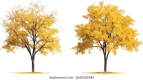 Set of Gleditsia triacanthos thorny locust, honey locust summer autumn trees isolated cutout, perfect tree clipart, nature, forest, landscaping, botanical vector illustration.