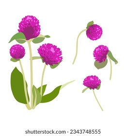 Set of Globe amaranth flowers isolated on white background. vector illustration.