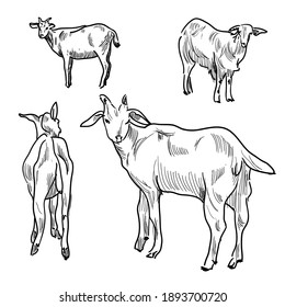 A set of goats in different angles