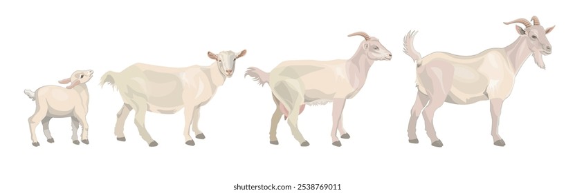 Set of goats. Family of the farm animals. Vector illustration isolated on a white background