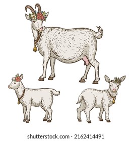 Set of goats with floral wreath and bell on the neck, animal husbandry, hand drawn illustration