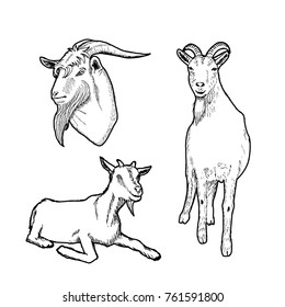 Set of goats. Hand drawn vector illustration