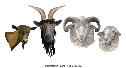 Set of goats and sheep heads. Vector illustration isolated on white background