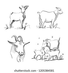 set of goats sketch