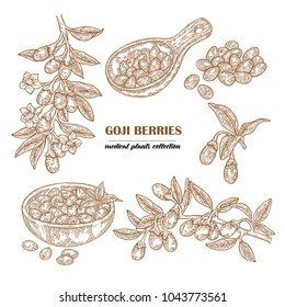 Set Goji berries on a branch. Hand drawn medical plant collection. Vector illustration engraved.