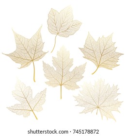 Set gold  autumn leaves maple on white. Vector illustration. 
