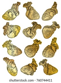 Set of gold human hearts in hand drawn style. Anatomical sketch concept in gold for flesh tattoo or print t-shirt, smart phone, poster. Fashionable patch heart sticker. Pop art sketch badge. Vector.