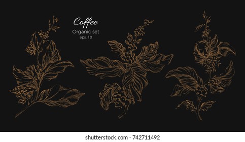 Set of golden coffee tree branches with realistic leaves and beans. Silhouette, art shape. Botanical illustration isolated on black background. Sketch, hatch. Vector nature collection. Organic eps.10
