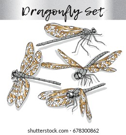 Set of the golden different dragonfly. Vector illustration.