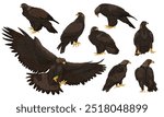 Set of golden eagles Aquila chrysaetos. Golden eagles sitting and flying. Wild bird of prey of the Northern Hemisphere. Realistic vector animal