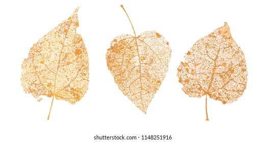 Set of golden leaves skeletons. Fallen foliage for autumn designs. Natural leaf of aspen and birch. Vector illustration.