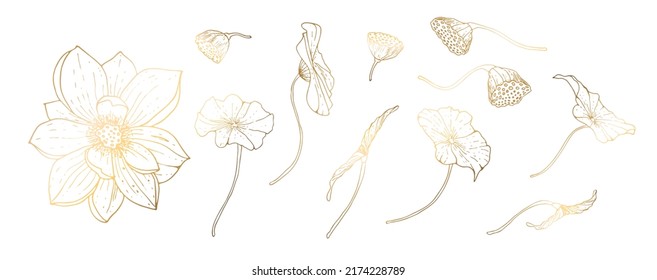 Set, golden lotus flowers isolated on white background. Golden handmade flower. Vector illustration. For greeting cards and wedding invitations, birthday, Valentine s Day, Mother s Day and others.