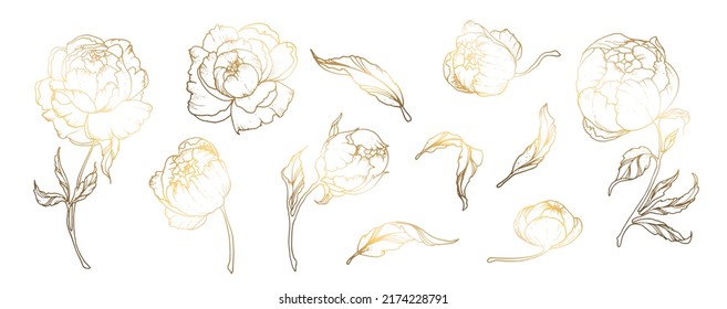 Set, golden peony flowers, peony leaves isolated on white background. Line art. Golden handmade flower. For greeting cards and wedding invitations, birthday, Valentine s Day
