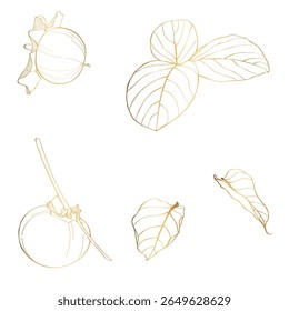 Set van gouden persimmon fruit hand getrokken elementen botanische illustratie.