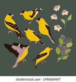 set of goldfinch birds and botanical leaves illustration clip art, vector design elements