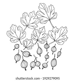 conjunto de arándanos con hojas, elementos de adorno o patrón decorativo, ilustración vectorial con líneas de contorno de tinta negra aisladas sobre un fondo blanco en doodle y estilo dibujado a mano