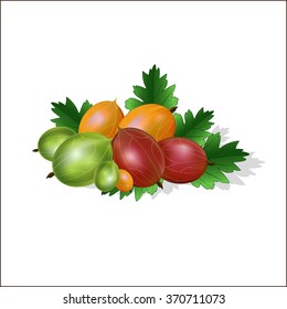 Set from a gooseberry and leaves. Vector illustration.