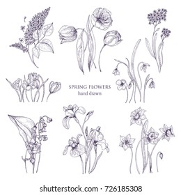 Set of gorgeous botanical drawings of spring flowers - tulip, lilac, narcissus, forget-me-not, crocus, lily of the valley, iris, snowdrop. Blooming plants hand drawn with lines. Vector illustration.