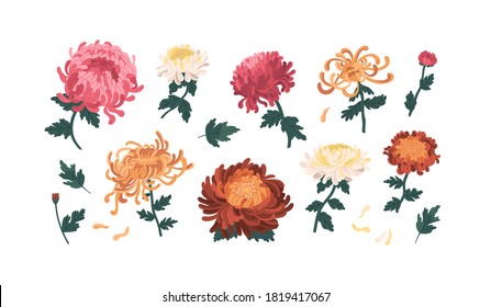 Set of gorgeous colorful peonies and chrysanthemums vector illustration. Collection of beautiful flowers with buds, stems and leaves isolated on white. Elegant blossom plants with design elements