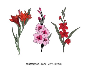 Set of Gorgeous Gladiolus flower Colorful vector illustrations isolated on white background. August birth month flower. Modern design for wall art, poster, greeting cards, invitations, tattoo, logo