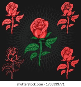 Set of gorgeous roses. Vector design for postcard, t-shirt print or invitation
