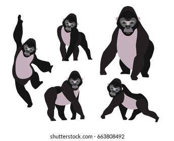 Set of gorillas in modern flat style. Animal character design isolate background.  