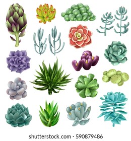 Set of gradient colored succulents and artichokes leaves and petals. Isolated colored succulents. Vector illustration