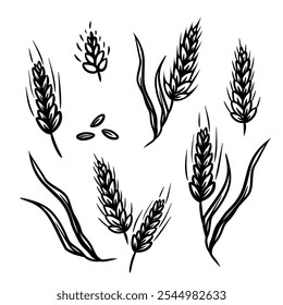 Set of grains plants and cereal, rye barley and wheat ear spikes. Hand drawn black sketch isolated on white background