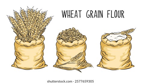 A set of grains and spikelet bunch of wheat in bag. Wheat plant, wheat grains in bag, wheat flour. Agriculture design elements, vector