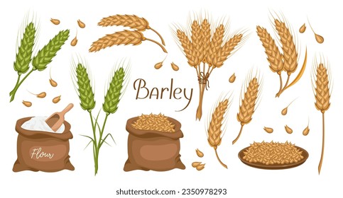A set of grains and spikelets of barley. Barley plant, barley grains in a plate and bag. Agriculture, design elements, vector
