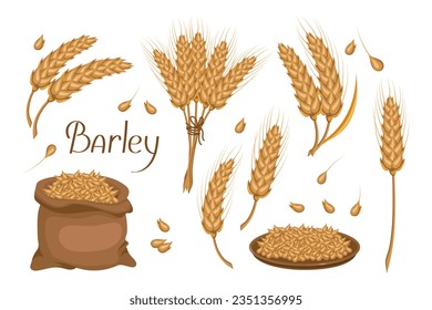 A set of grains and spikelets of barley. Barley plant, barley grains in a bag. Agriculture, design elements, vector