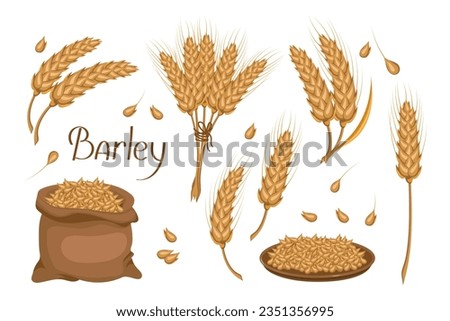 A set of grains and spikelets of barley. Barley plant, barley grains in a bag. Agriculture, design elements, vector